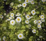 Pyrethrum parthenium. Соцветия и листья. Пермский край, г. Пермь, Кировский р-н, клумба у жилого дома. 02.07.2022.