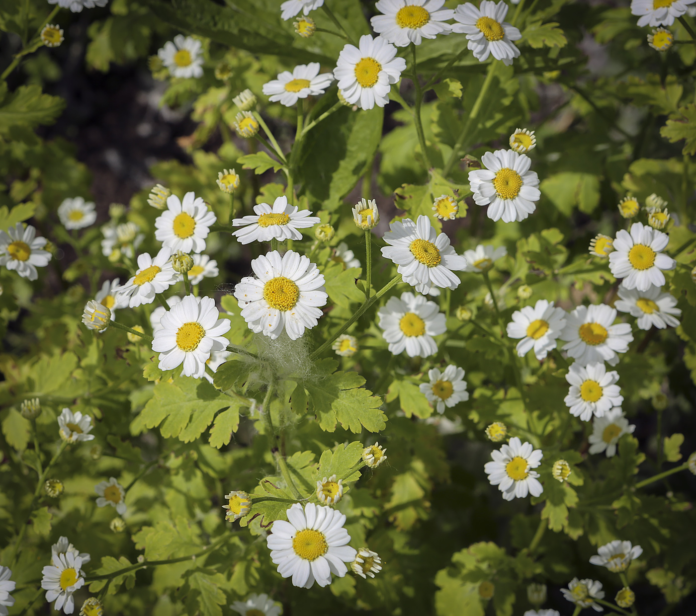 Изображение особи Pyrethrum parthenium.