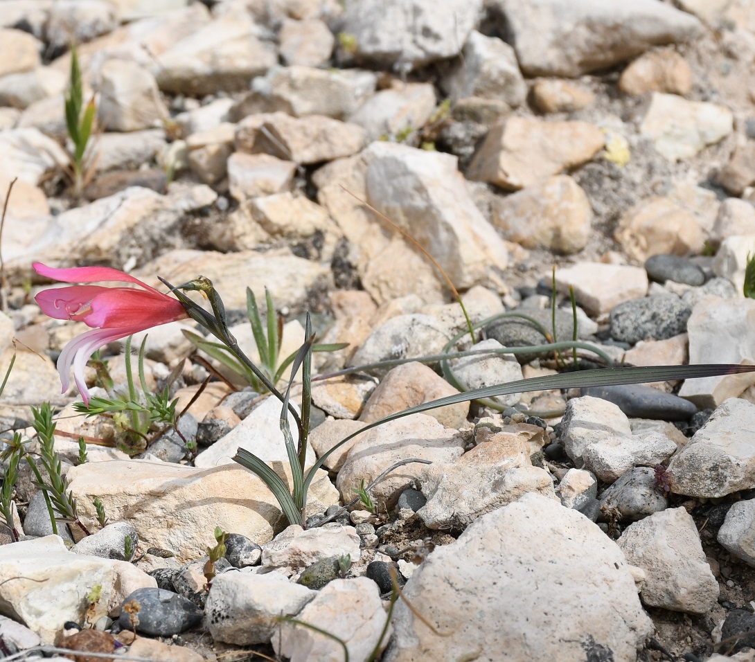 Изображение особи Gladiolus triphyllus.