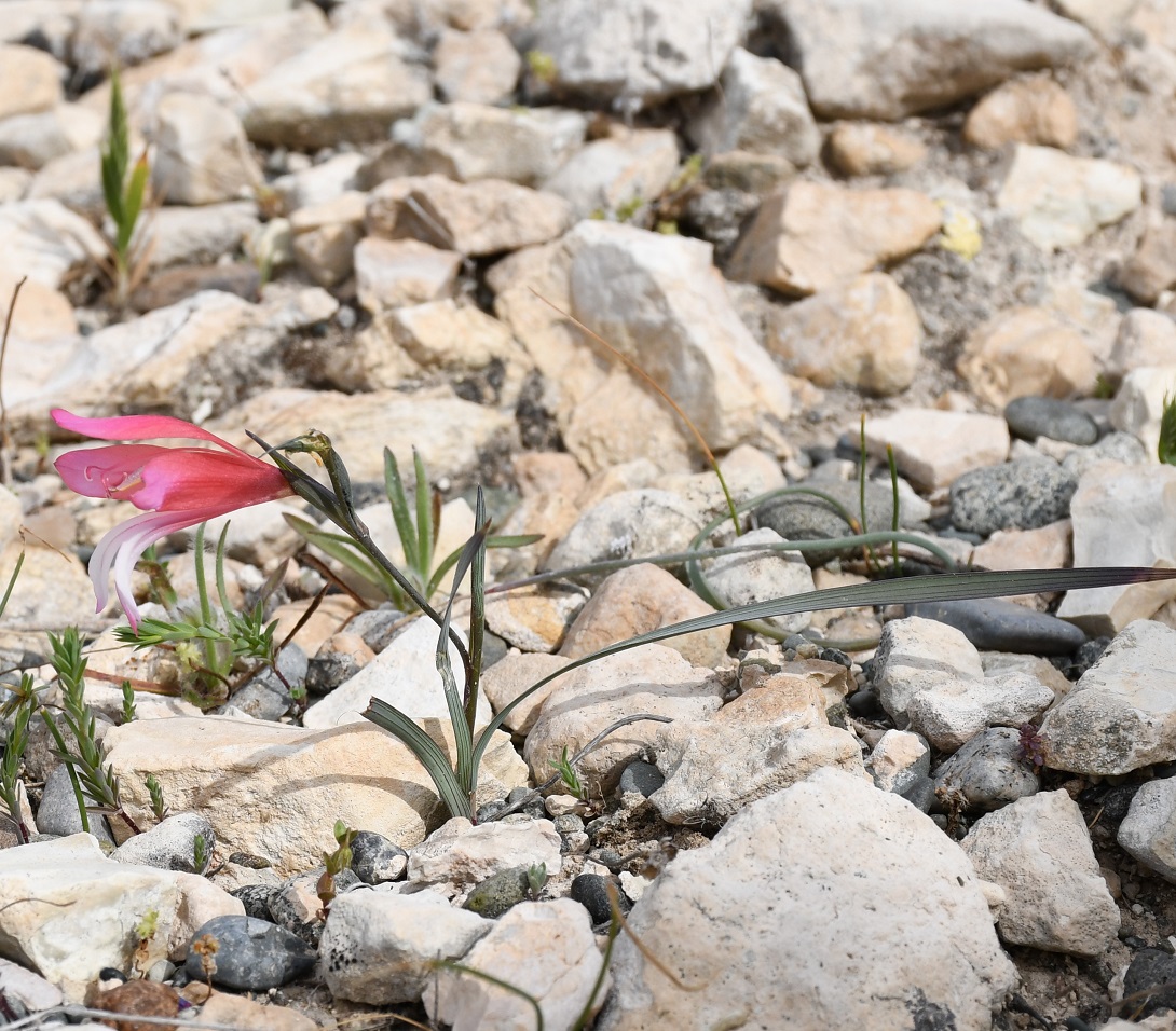 Image of Gladiolus triphyllus specimen.
