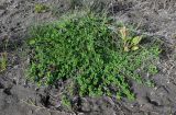 Medicago lupulina. Цветущие и плодоносящие растения в сообществе с Plantago и Poaceae. Дагестан, Магарамкентский р-н, окр. с. Приморский, песчаный пляж. 05.05.2022.
