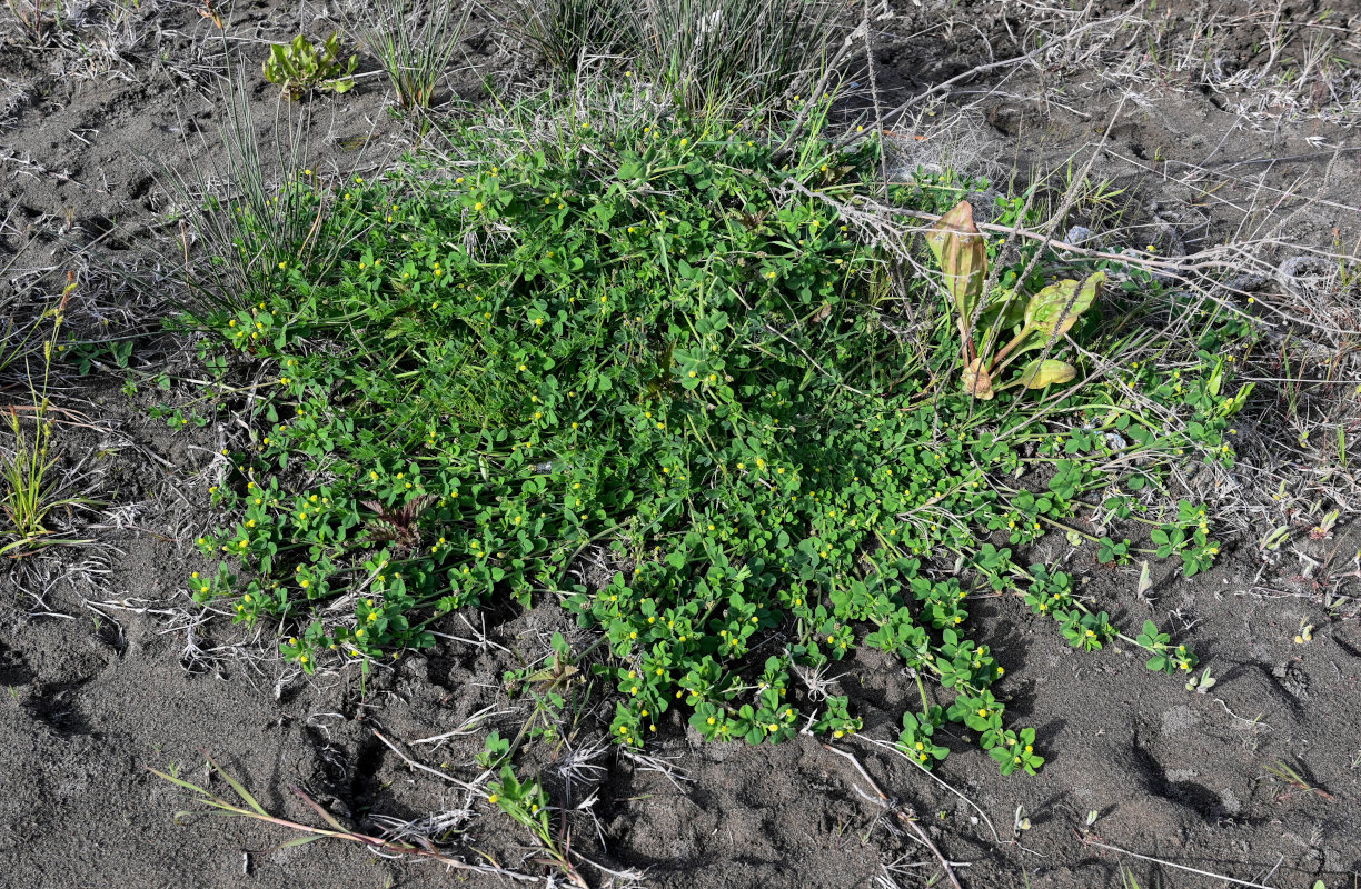 Image of Medicago lupulina specimen.