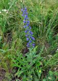 Echium vulgare. Цветущее растение. Алтайский край, Змеиногорский р-н, восточный берег оз. Колыванское, луг. 28.06.2021.