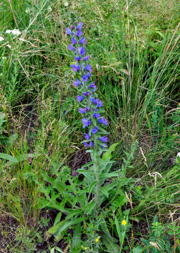 Изображение особи Echium vulgare.