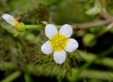 Ranunculus confervoides