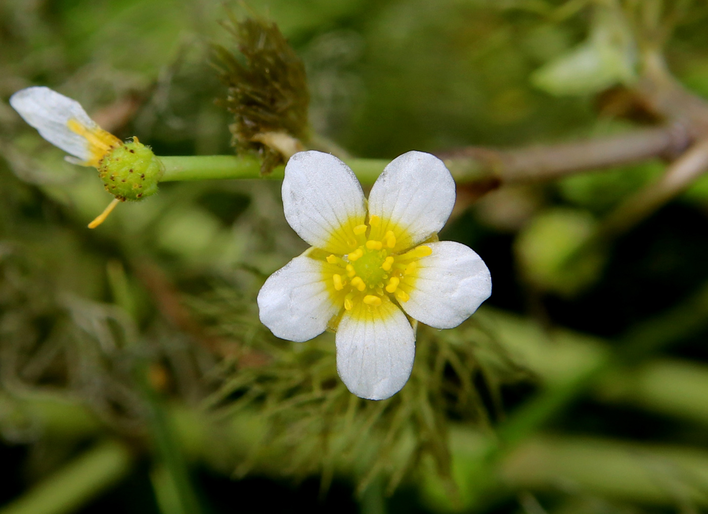 Image of Ranunculus confervoides specimen.