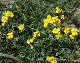 Chorispora sibirica