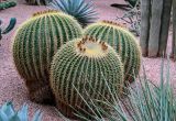 Echinocactus grusonii. Отцветшие растения. Марокко, обл. Марракеш - Сафи, г. Марракеш, в культуре. 31.12.2022.