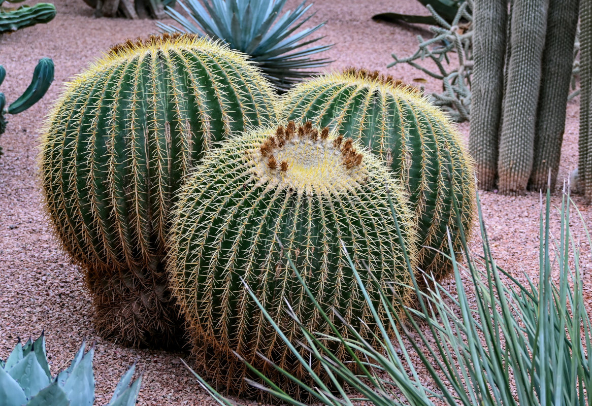 Image of Echinocactus grusonii specimen.