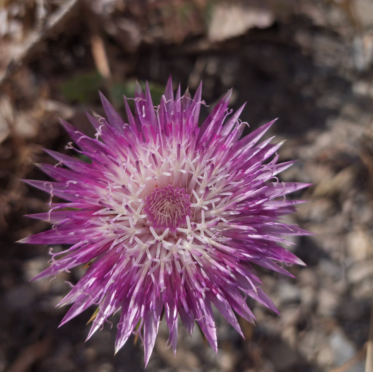 Изображение особи Cousinia pseudodshisakensis.