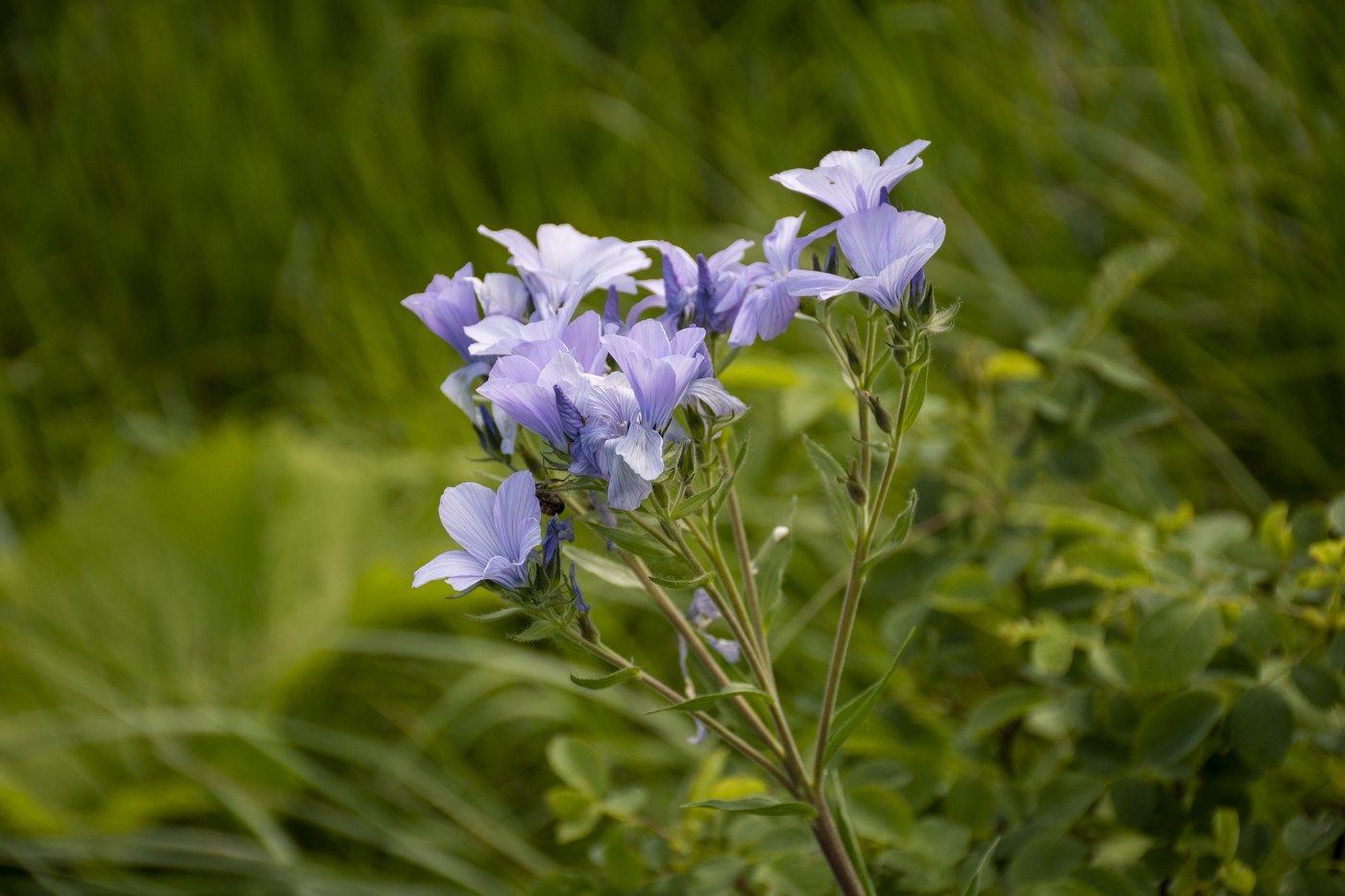 Изображение особи Linum lanuginosum.