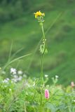 Doronicum macrophyllum. Верхушка цветущего растения. Адыгея, Кавказский биосферный заповедник, долина р. Армянки (Инструкторская Щель), ≈ 2100 м н.у.м., субальпийский луг. 28.06.2023.