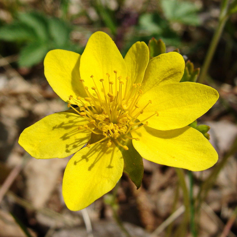 Изображение особи Waldsteinia ternata ssp. maximowicziana.