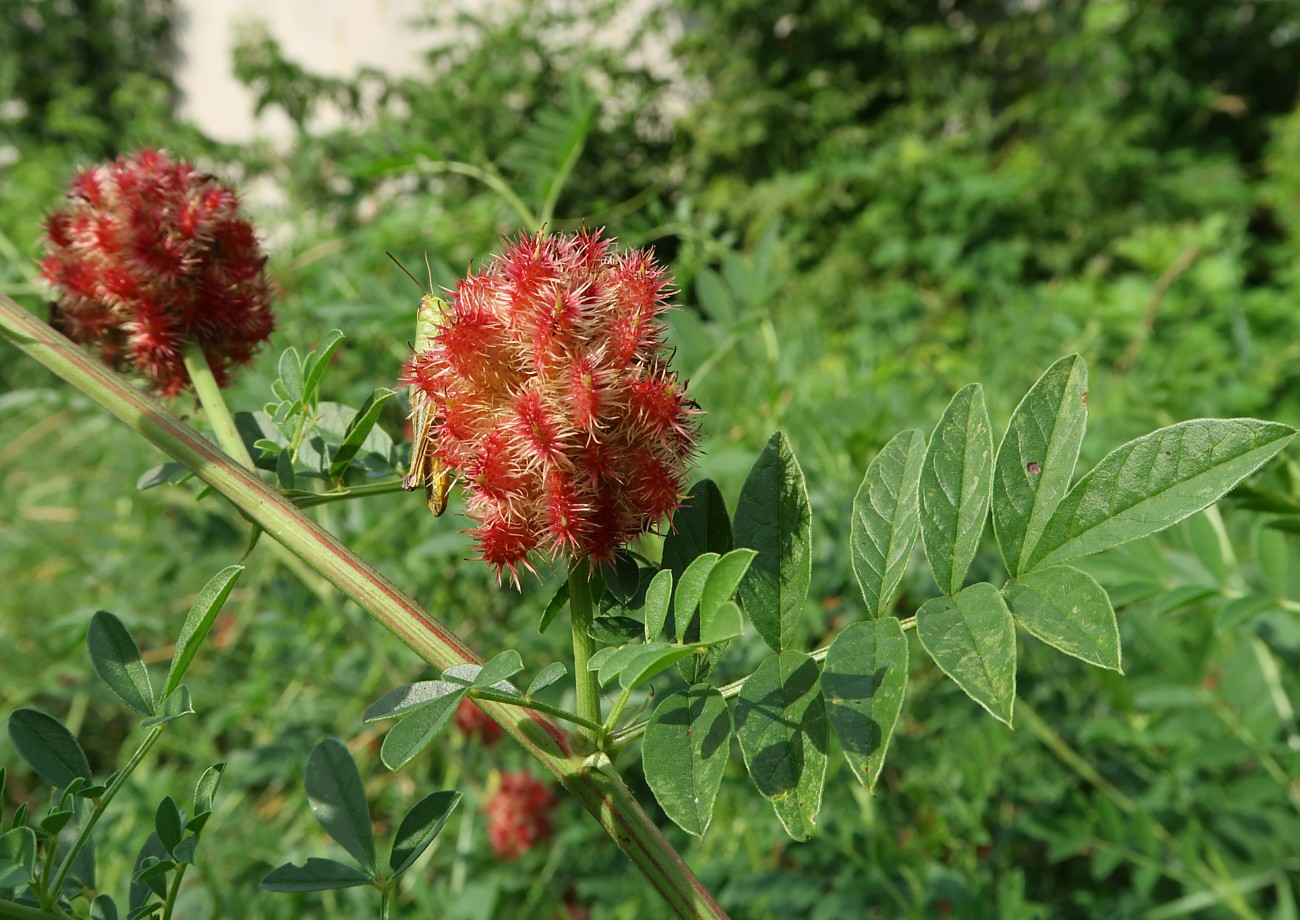 Изображение особи Glycyrrhiza echinata.