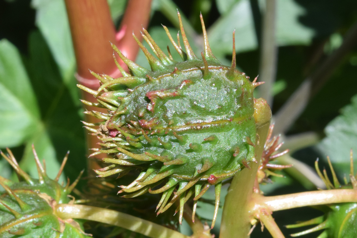 Изображение особи Ricinus communis.