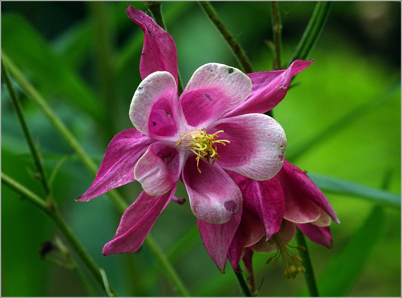 Изображение особи Aquilegia vulgaris.