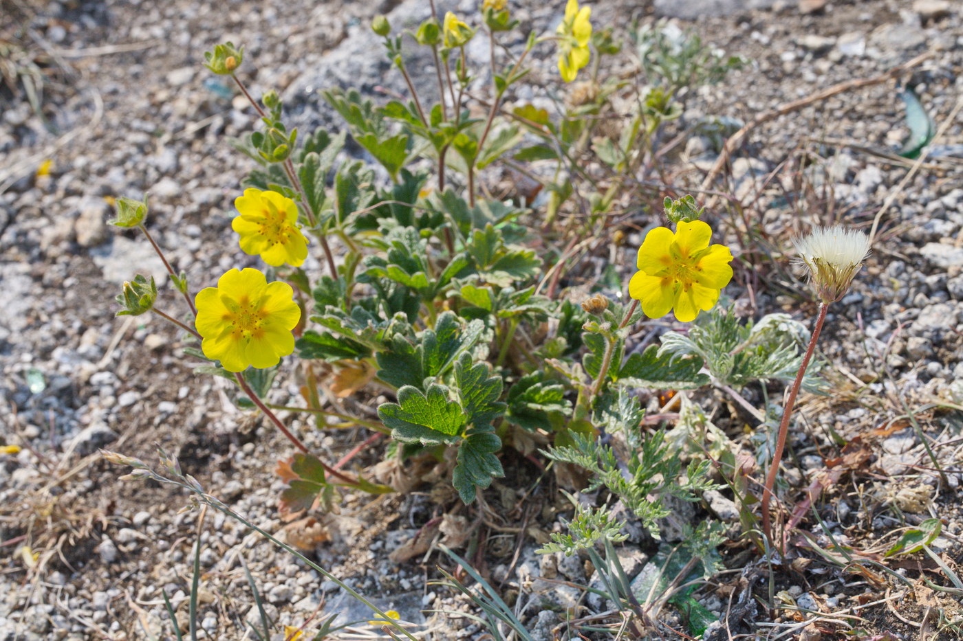 Image of Potentilla fragiformis specimen.