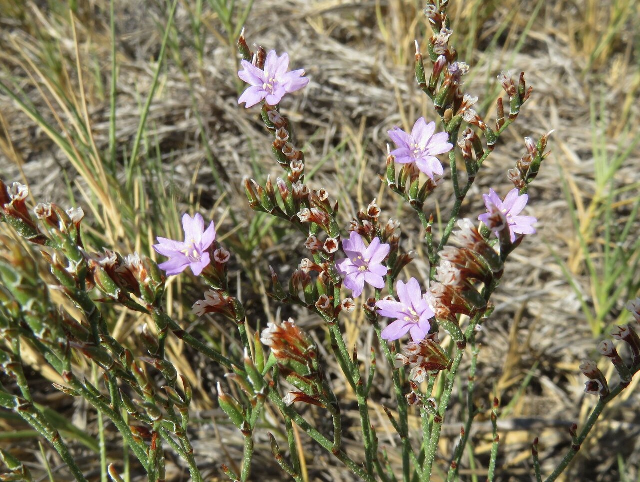 Image of Limonium mucronulatum specimen.