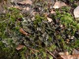 genus Peltigera. Слоевище с апотециями на моховой подушке. Ленинградская обл., г. Выборг, парк \"Папула\", пологий склон горы южной экспозиции, поляна. 08.10.2023.