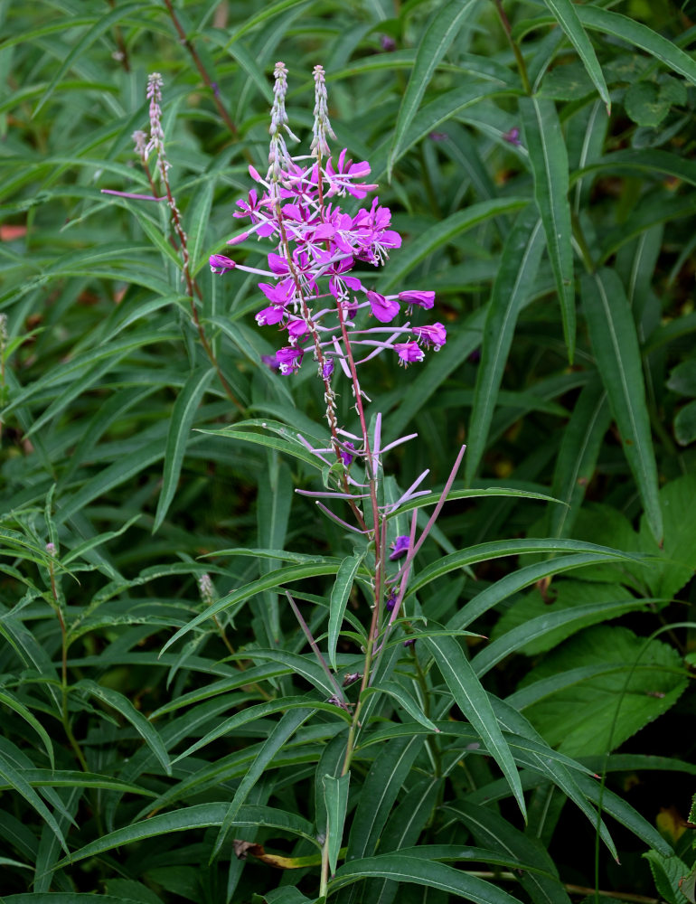 Изображение особи Chamaenerion angustifolium.