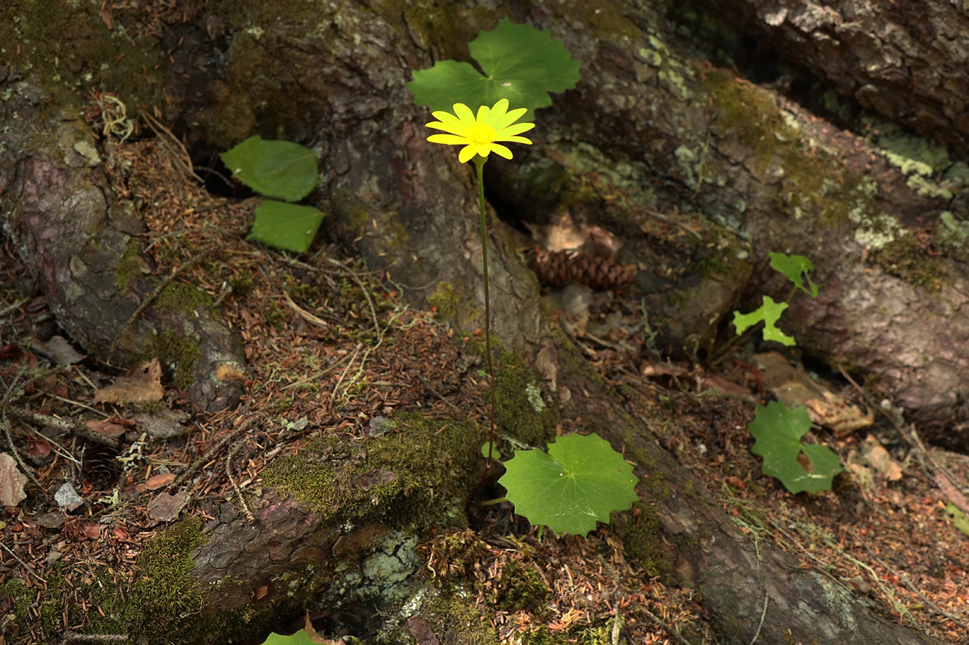 Изображение особи Dolichorrhiza renifolia.