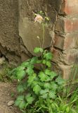 Aquilegia vulgaris