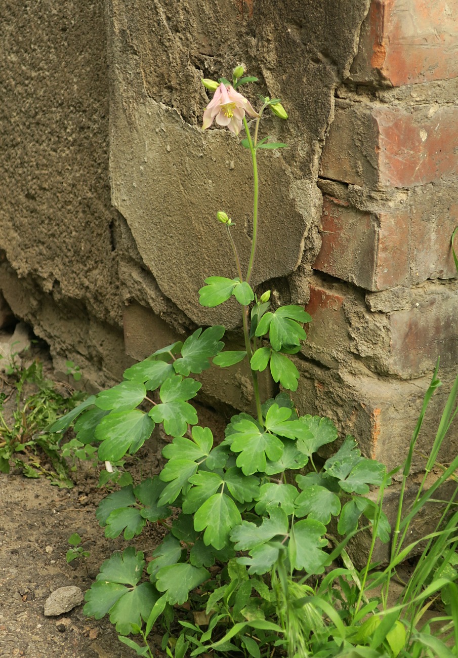 Изображение особи Aquilegia vulgaris.