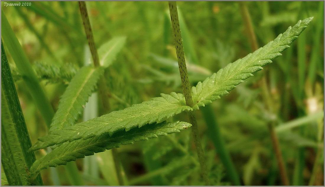 Изображение особи Rhinanthus vernalis.