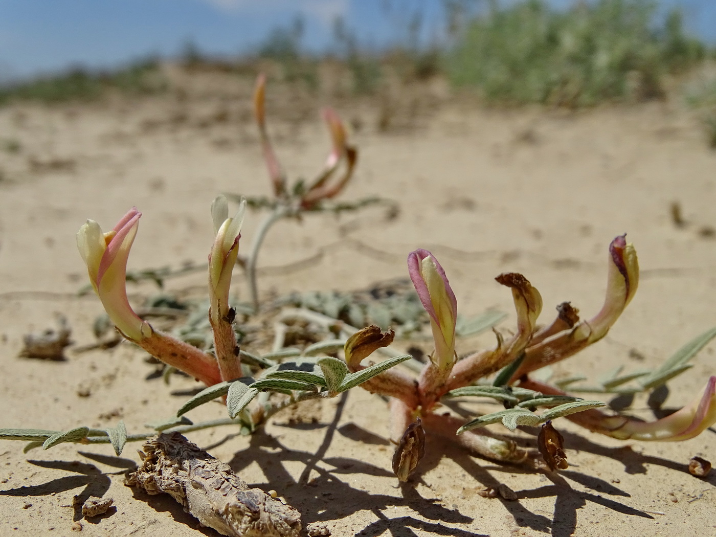 Изображение особи Astragalus erioceras.
