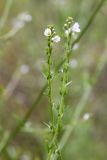 Leptorhabdos parviflora