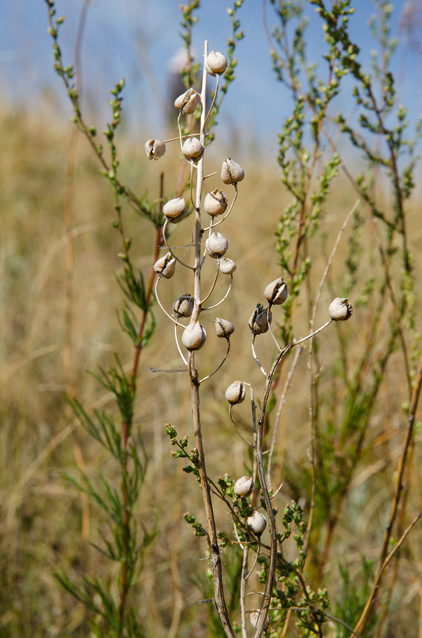 Изображение особи Verbascum phoeniceum.