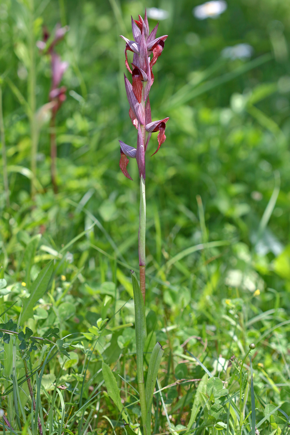 Image of Serapias orientalis ssp. feldwegiana specimen.