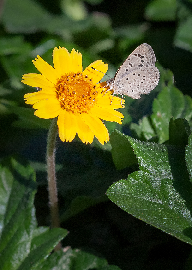 Image of Tridax trilobata specimen.