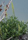 Reseda lutea