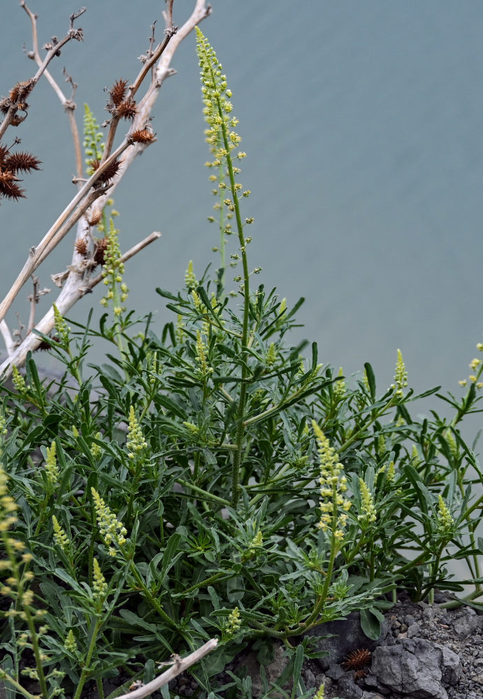 Image of Reseda lutea specimen.