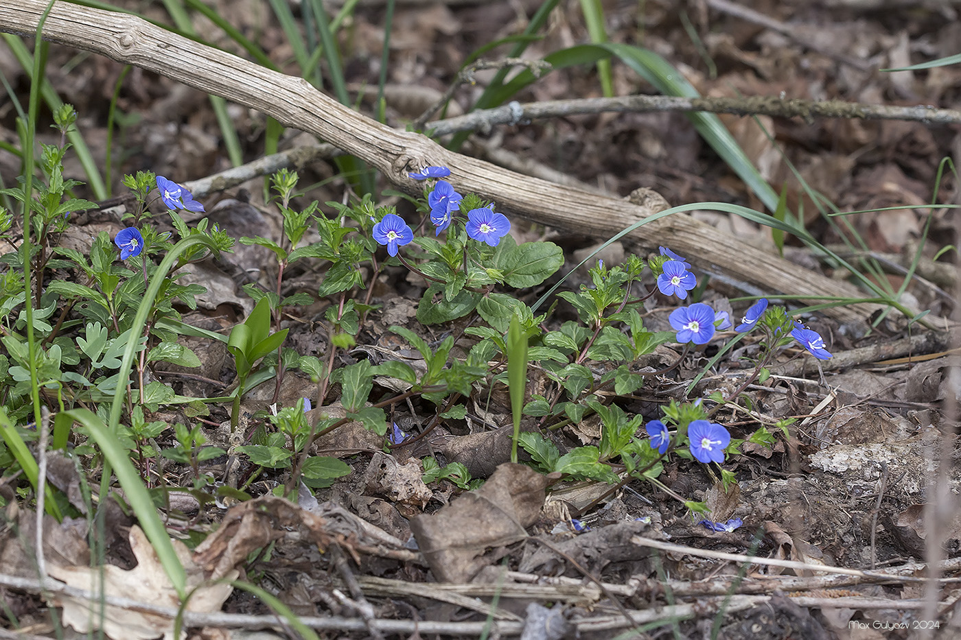 Image of Veronica umbrosa specimen.