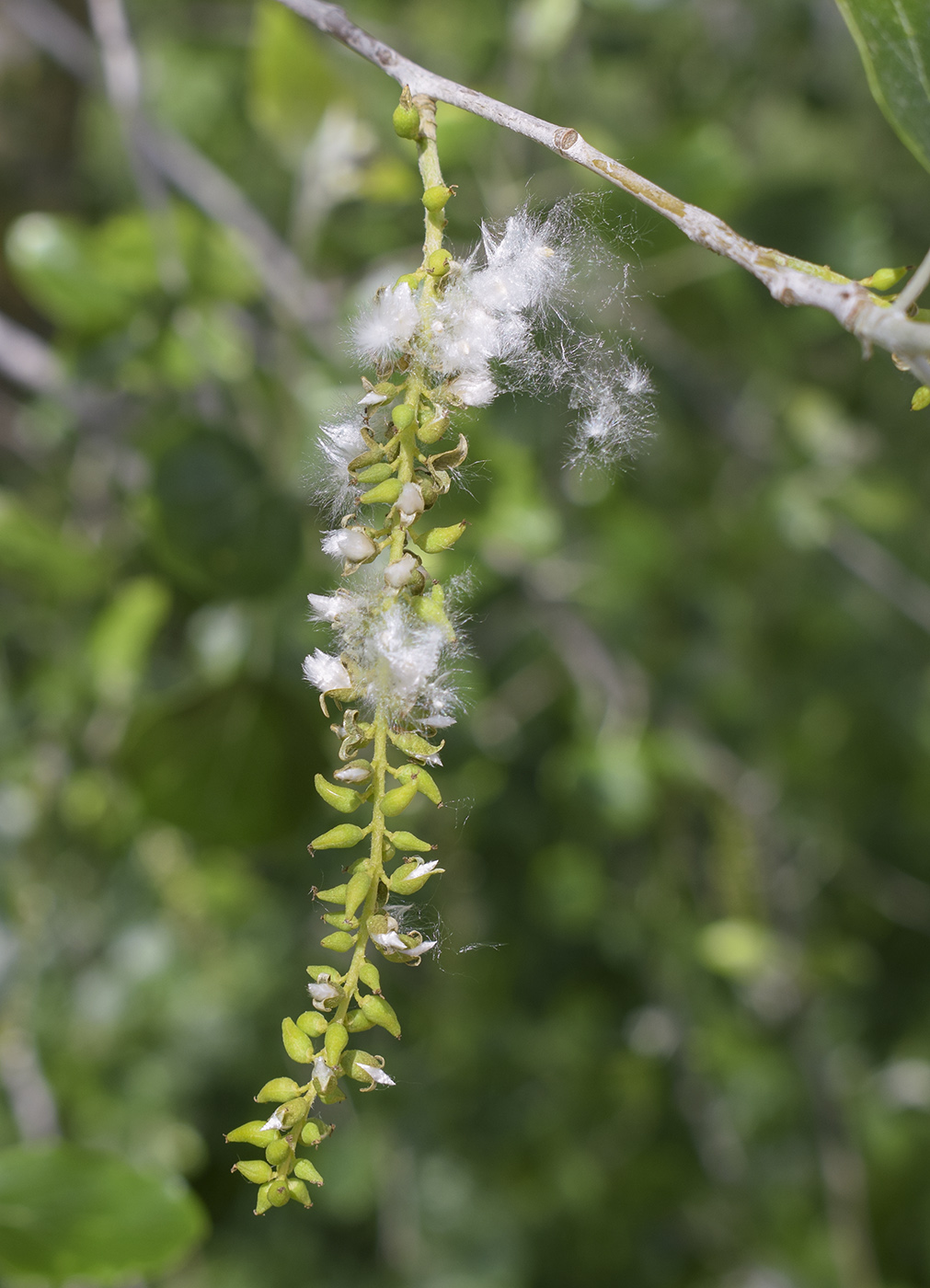 Изображение особи Populus alba.