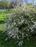 Spiraea &times; cinerea