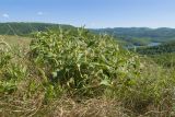 Phlomis taurica