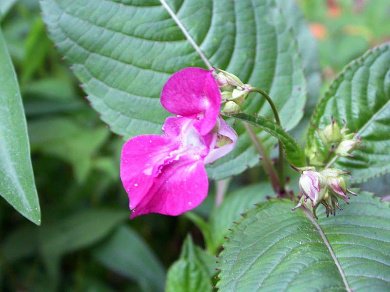 Image of Impatiens glandulifera specimen.