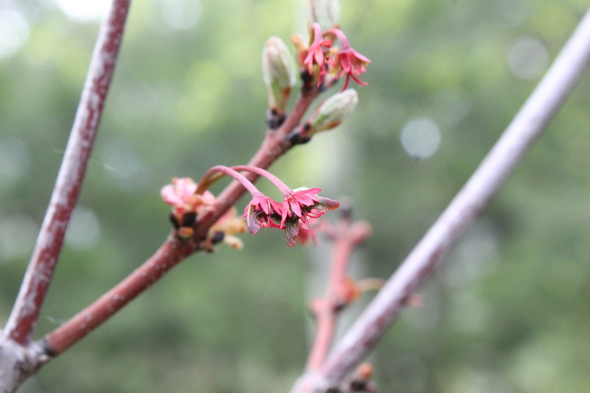 Image of Acer rubrum specimen.