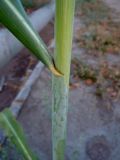 Sorghum saccharatum