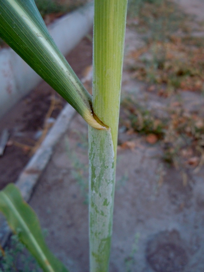Изображение особи Sorghum saccharatum.