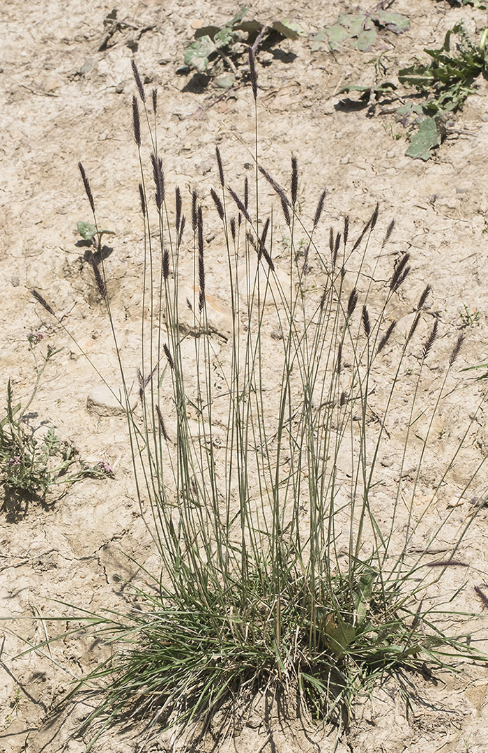 Изображение особи Hordeum violaceum.