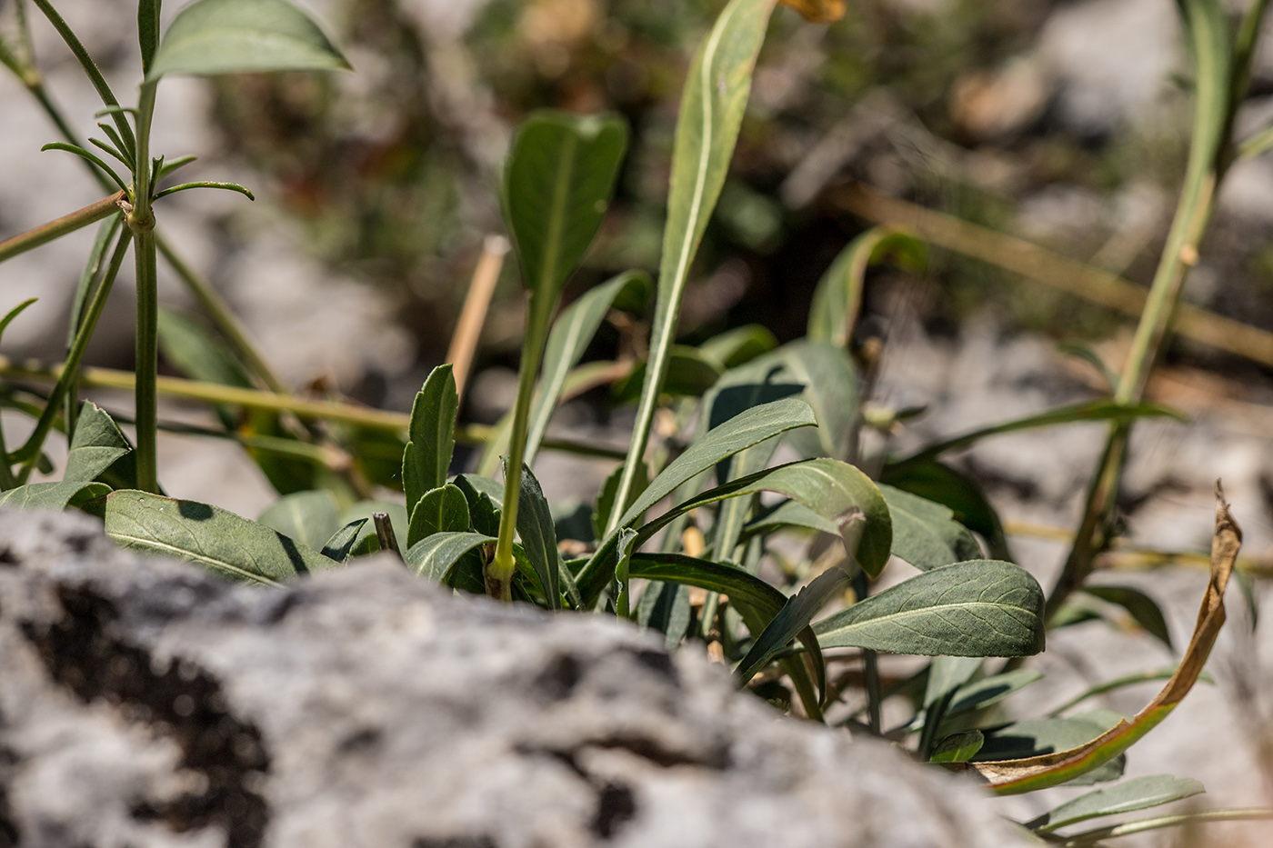Изображение особи Cephalaria coriacea.