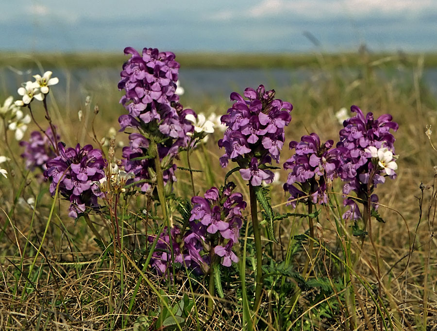 Image of Pedicularis interioroides specimen.