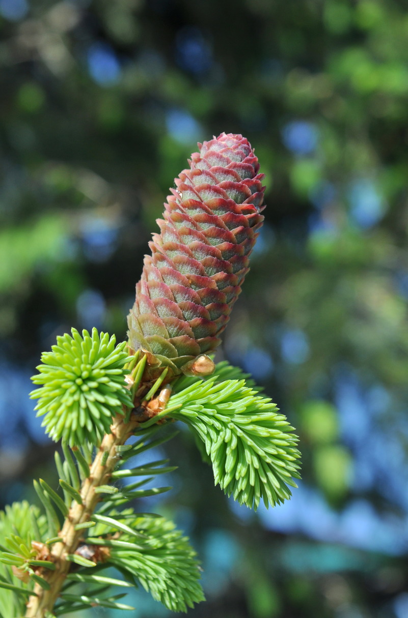 Image of Picea obovata specimen.