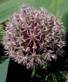 Allium karataviense