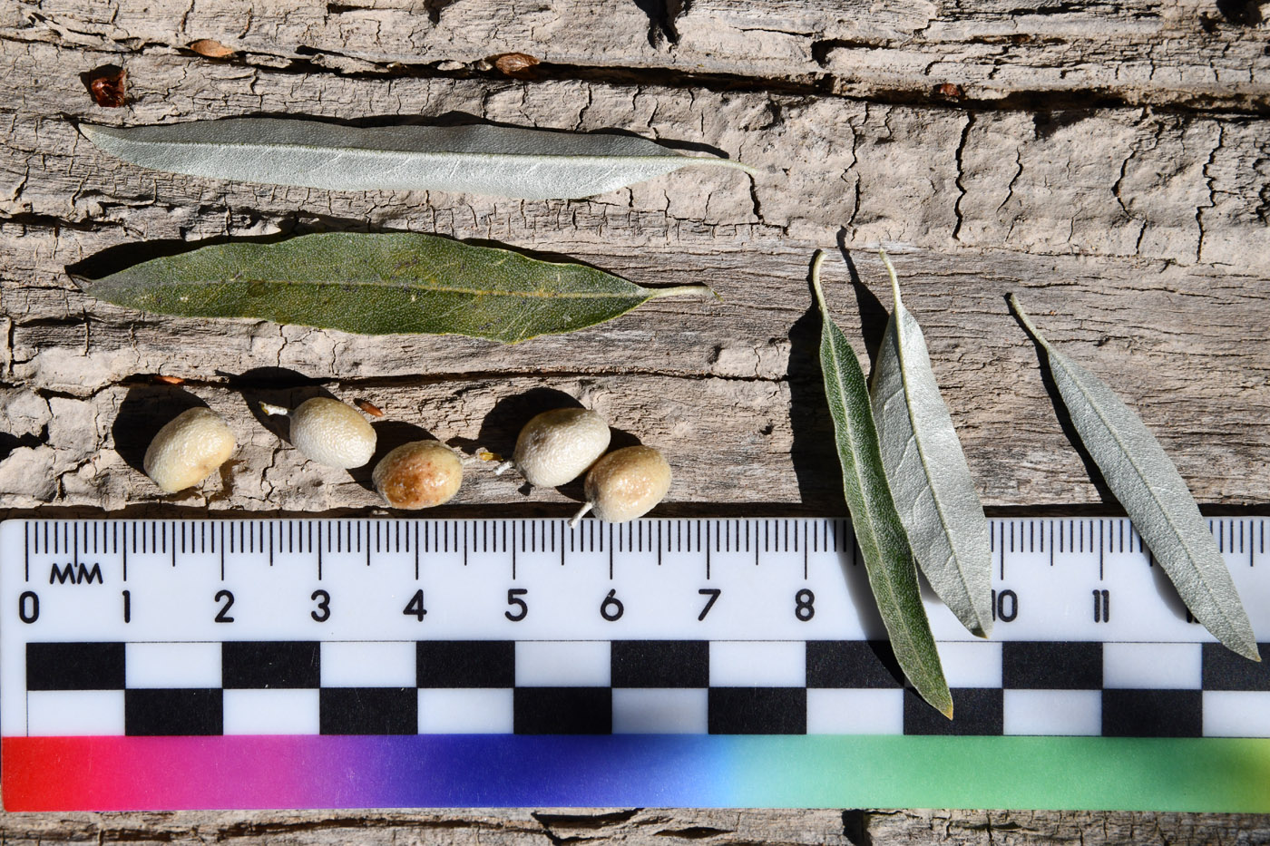 Image of Elaeagnus iliensis specimen.