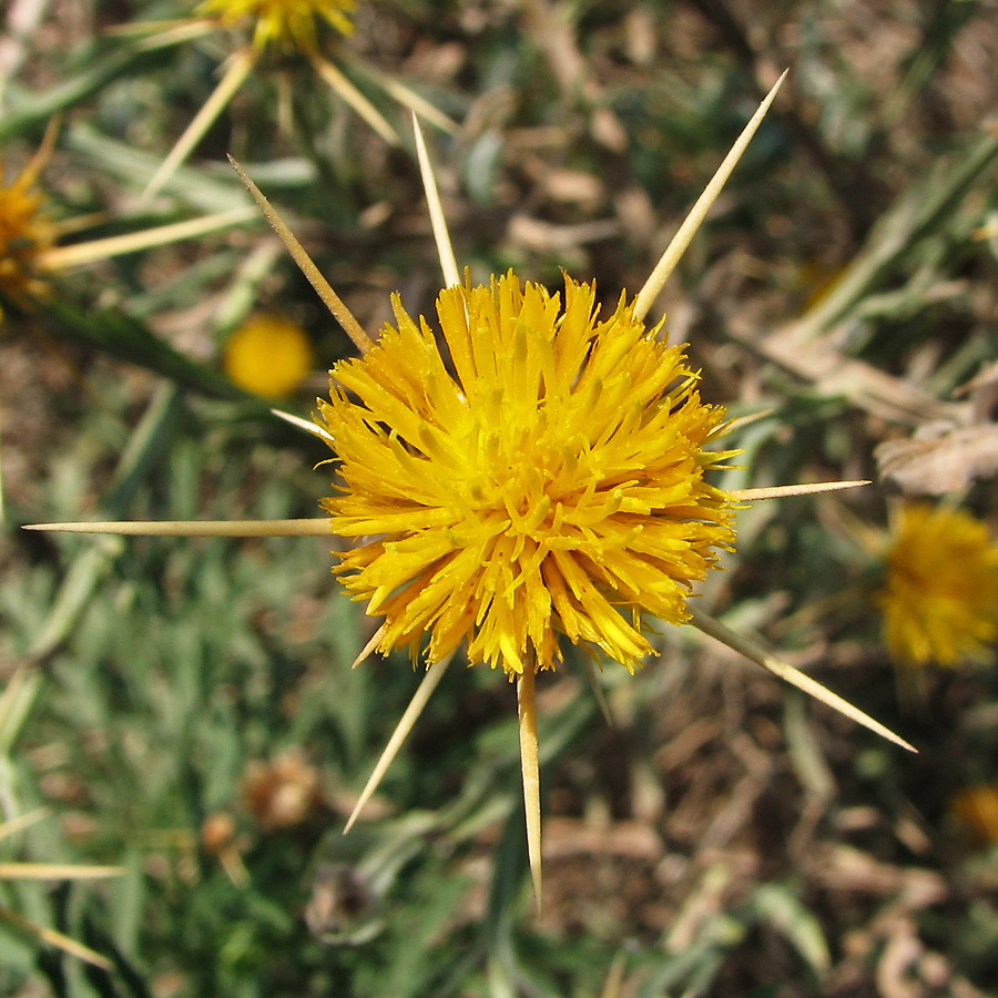 Изображение особи Centaurea solstitialis.